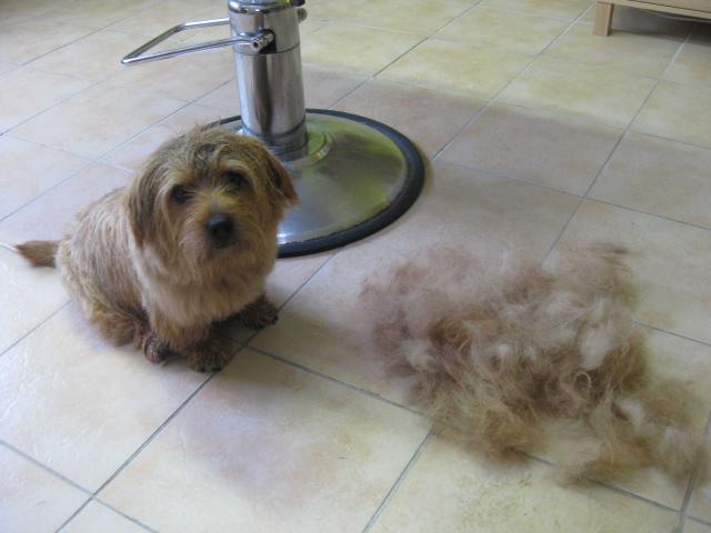 Naffa, Norfolk Terrier vorher